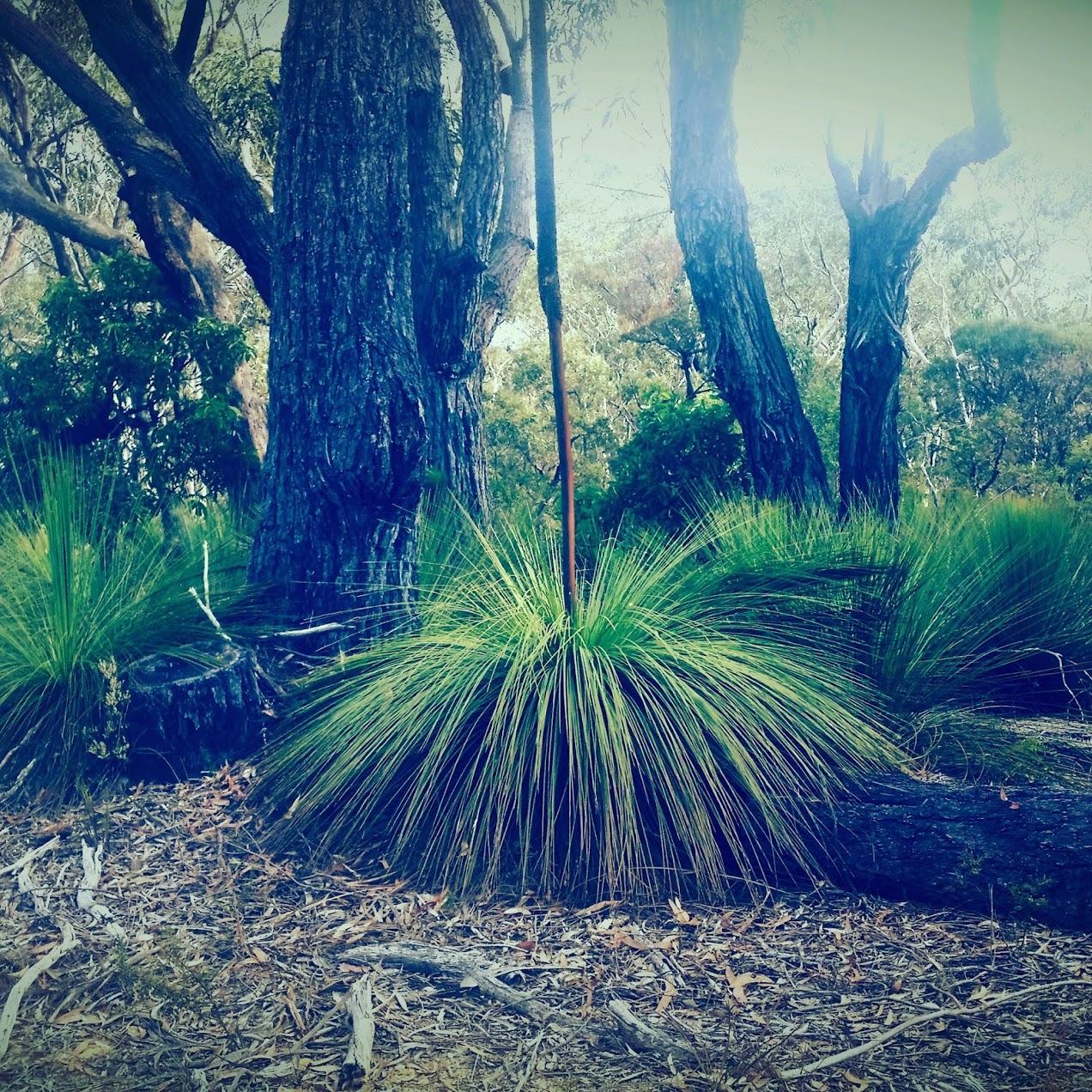 A Xanthorrea in the Blue Mountains bushland.