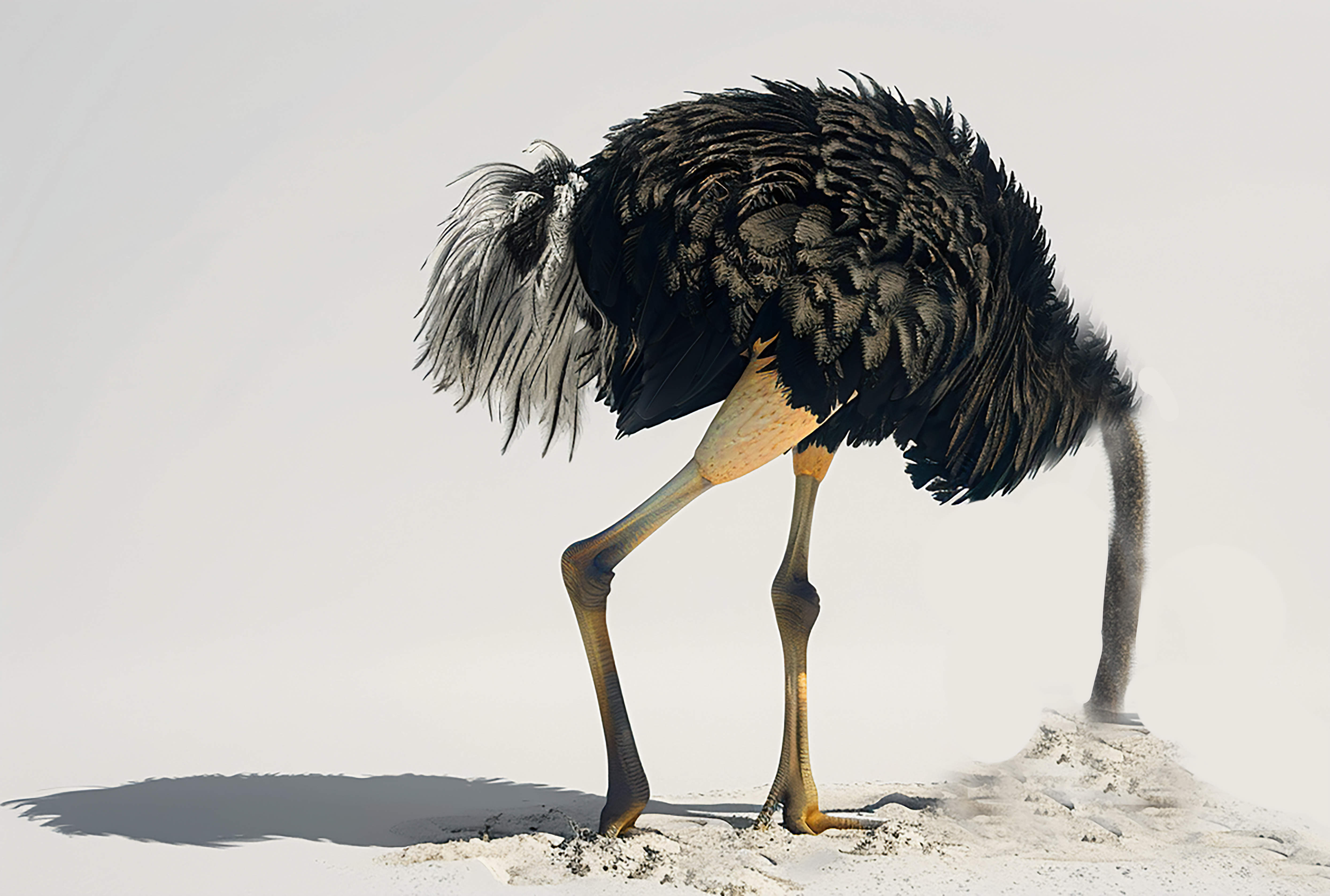 A color image of an ostrich sticking its head in the sand