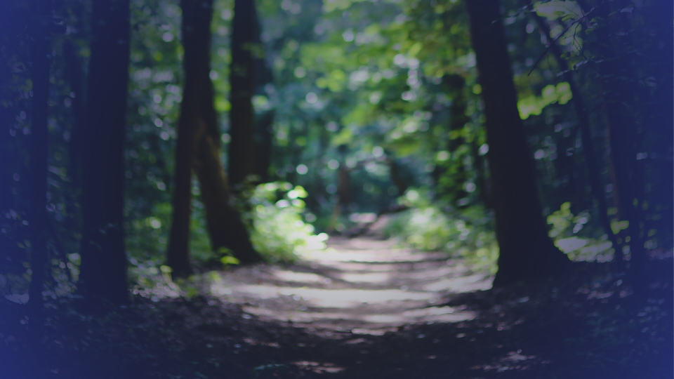 Path in woods