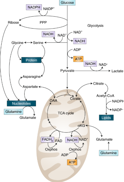 Compound Target Pathway New Course - Nu Life Training