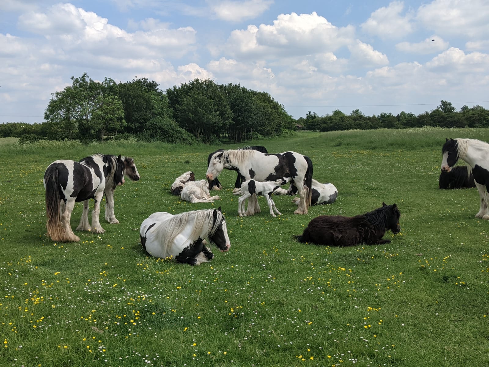 Native horses grazing in a natural environment as a herd, despite being managed by humans.