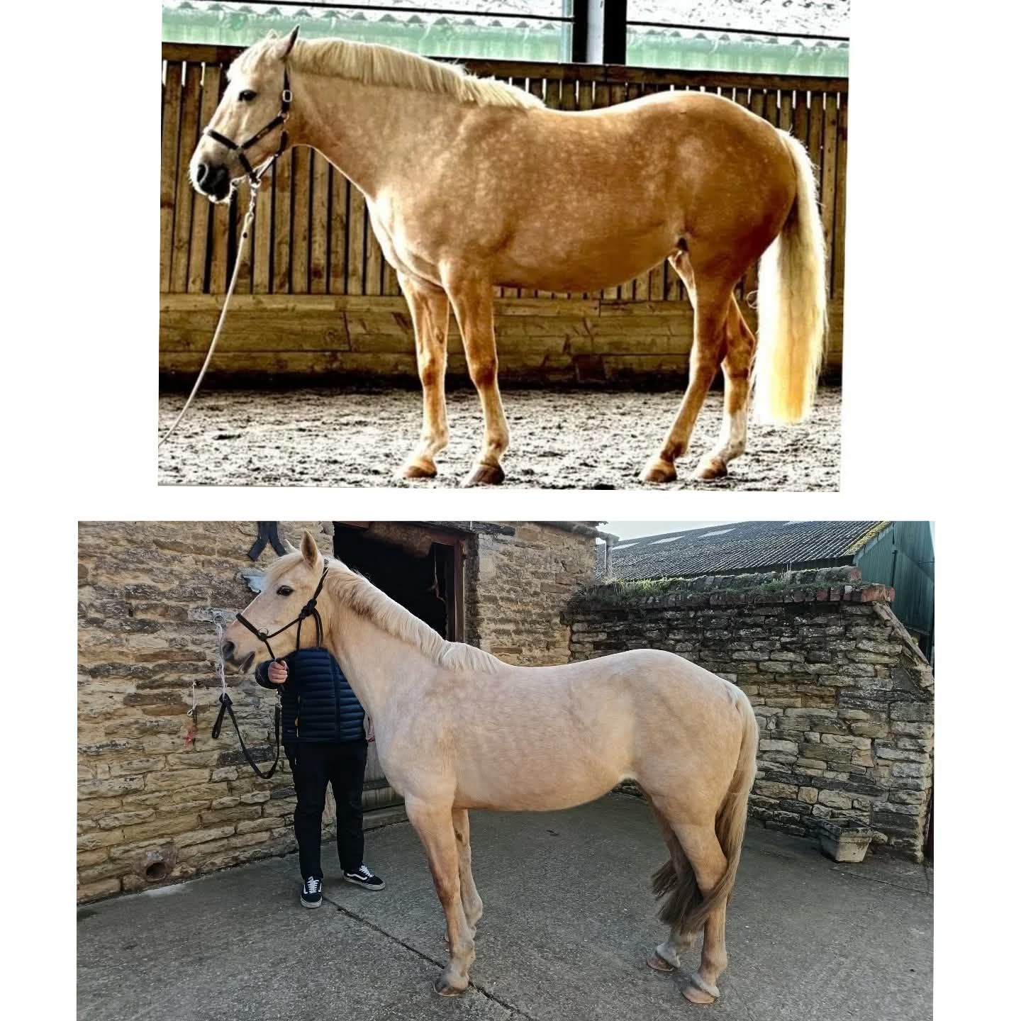 Before and After Photos of an obese horse that had laminitis