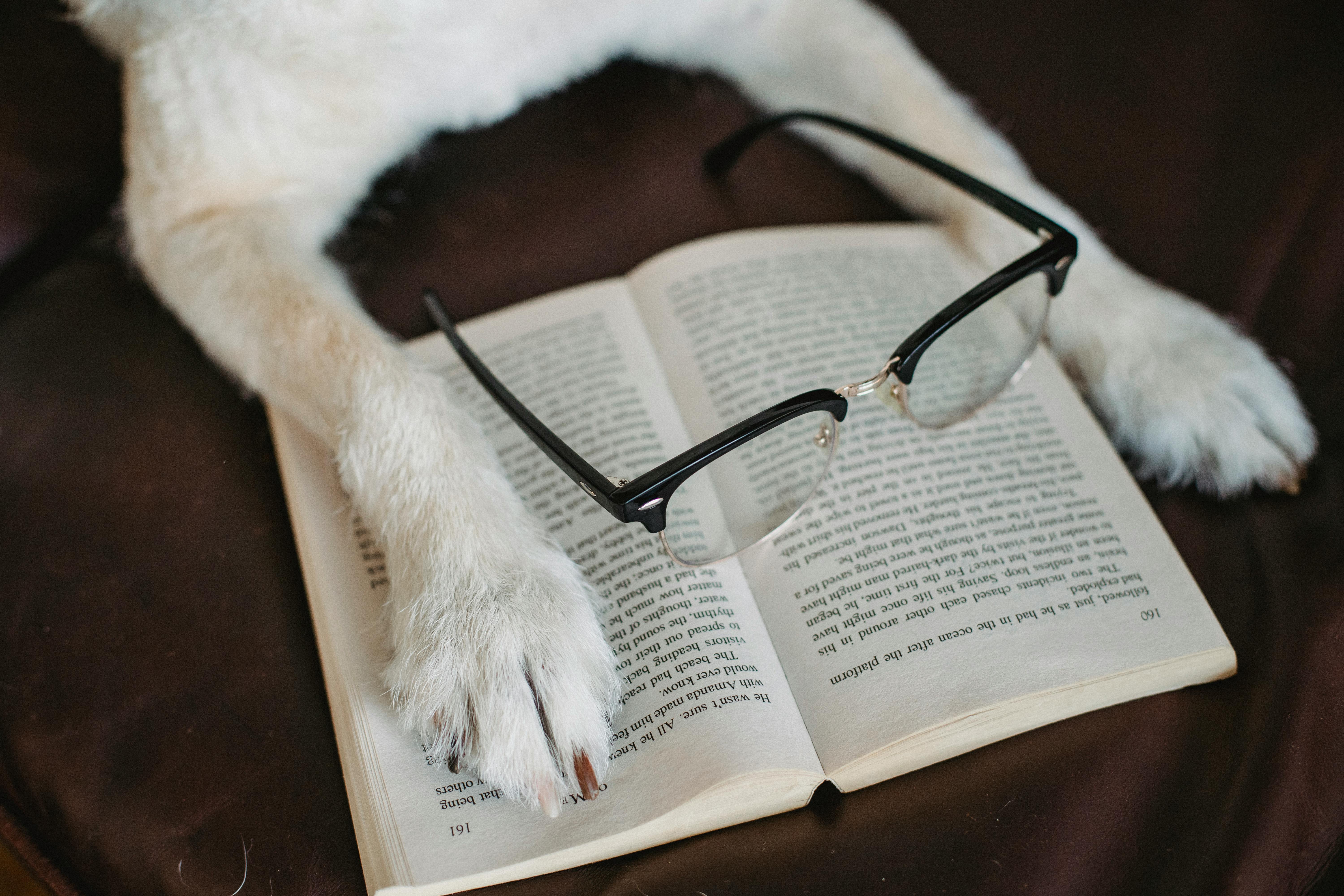 dog paws with book and glasses