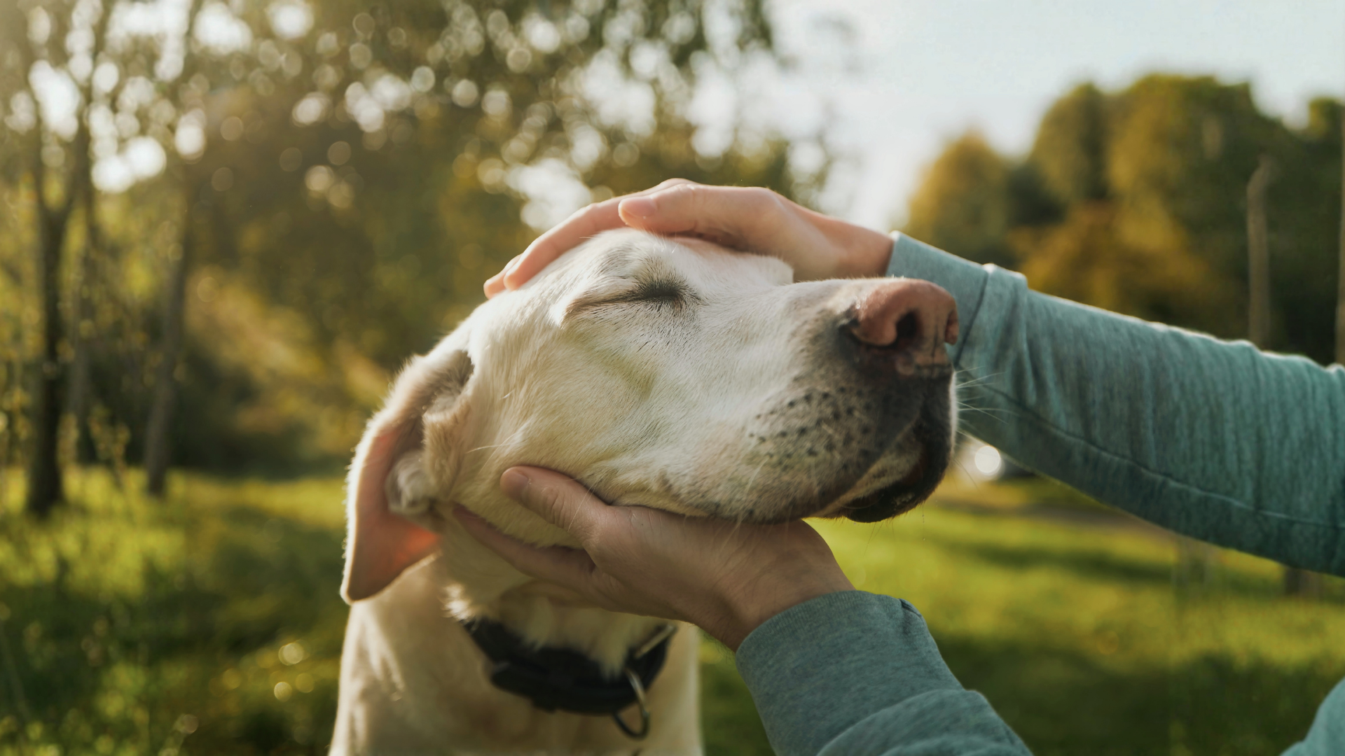 Canine massage therapist working with dog - Willowbrook Academy