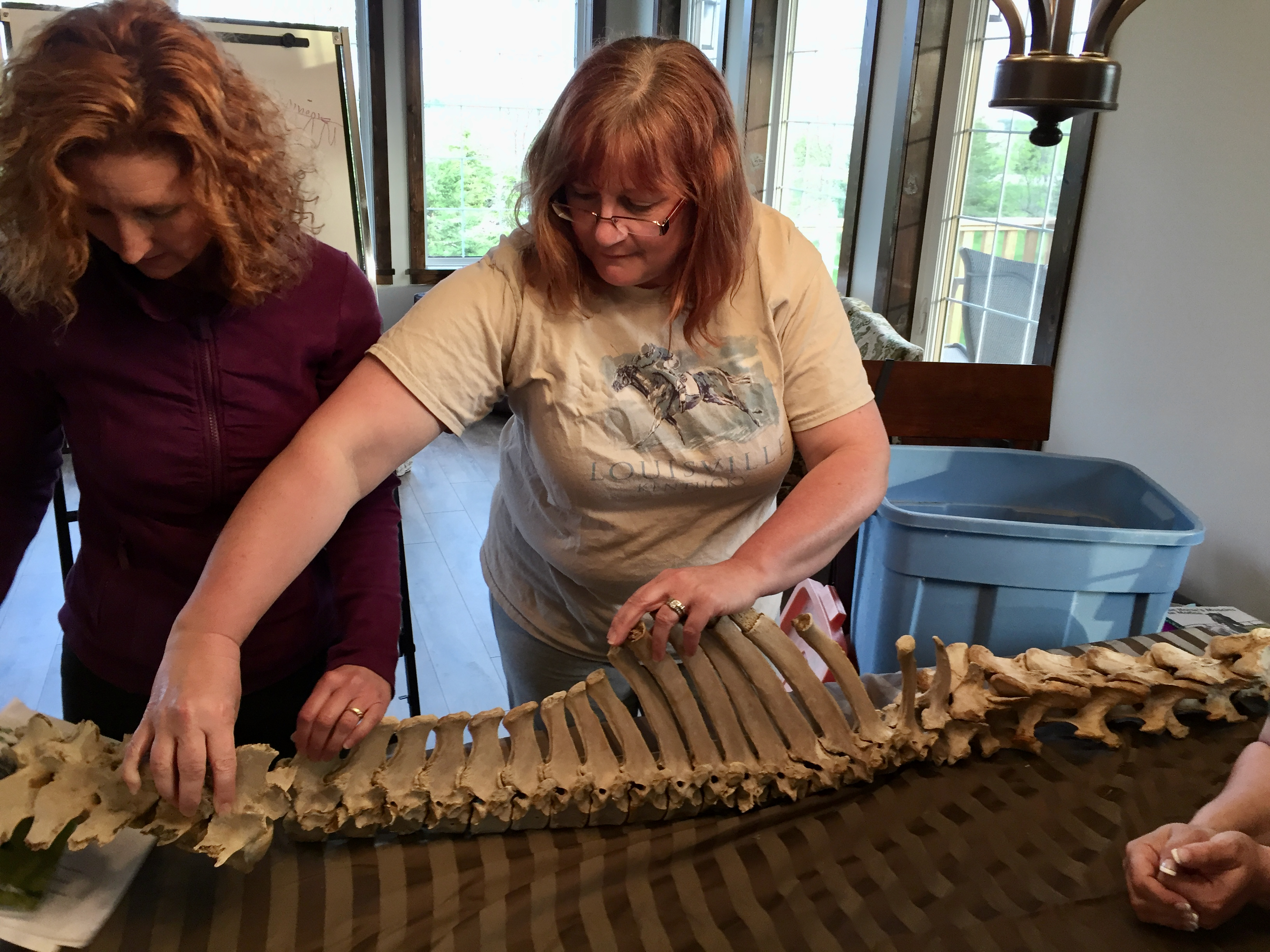 Skeleton used for Massage Curriculum. 