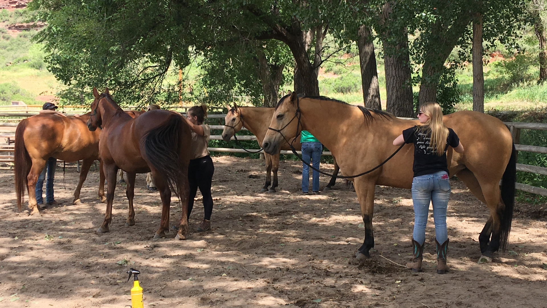 Students practicing their skills of Massage and Bodywork on horses in summer under trees