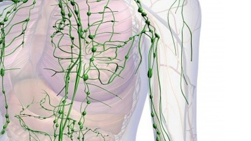 illustration of lymph nodes