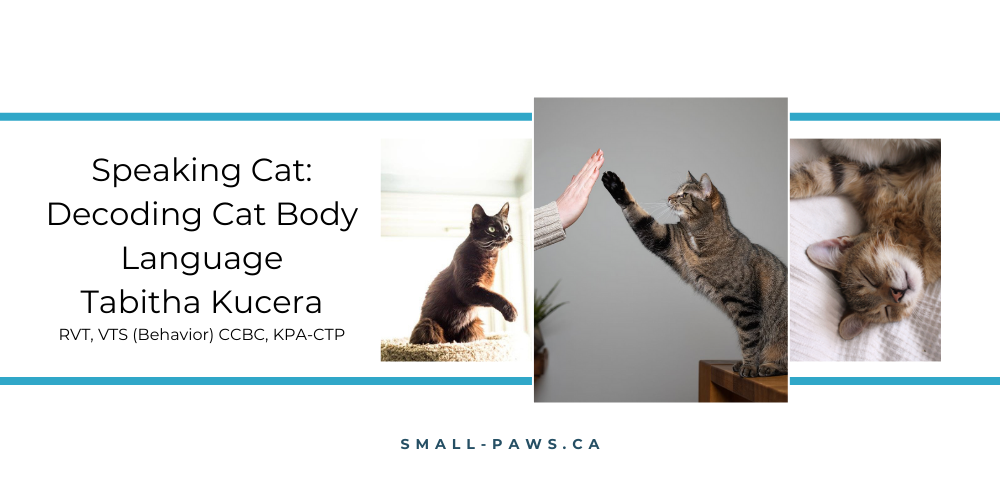 Do You Speak Cat? Tabitha Kucera