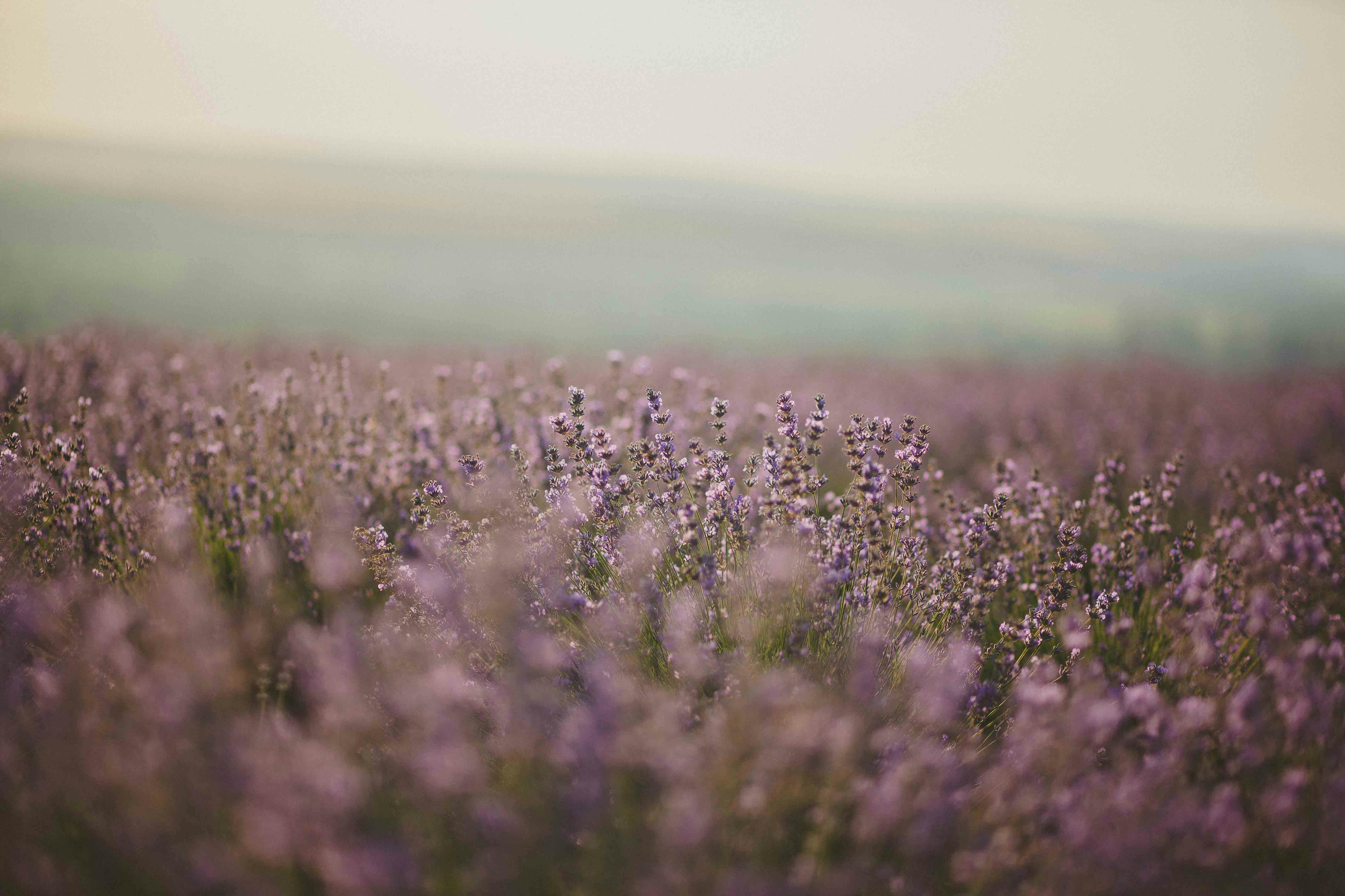 A calming field of lavender