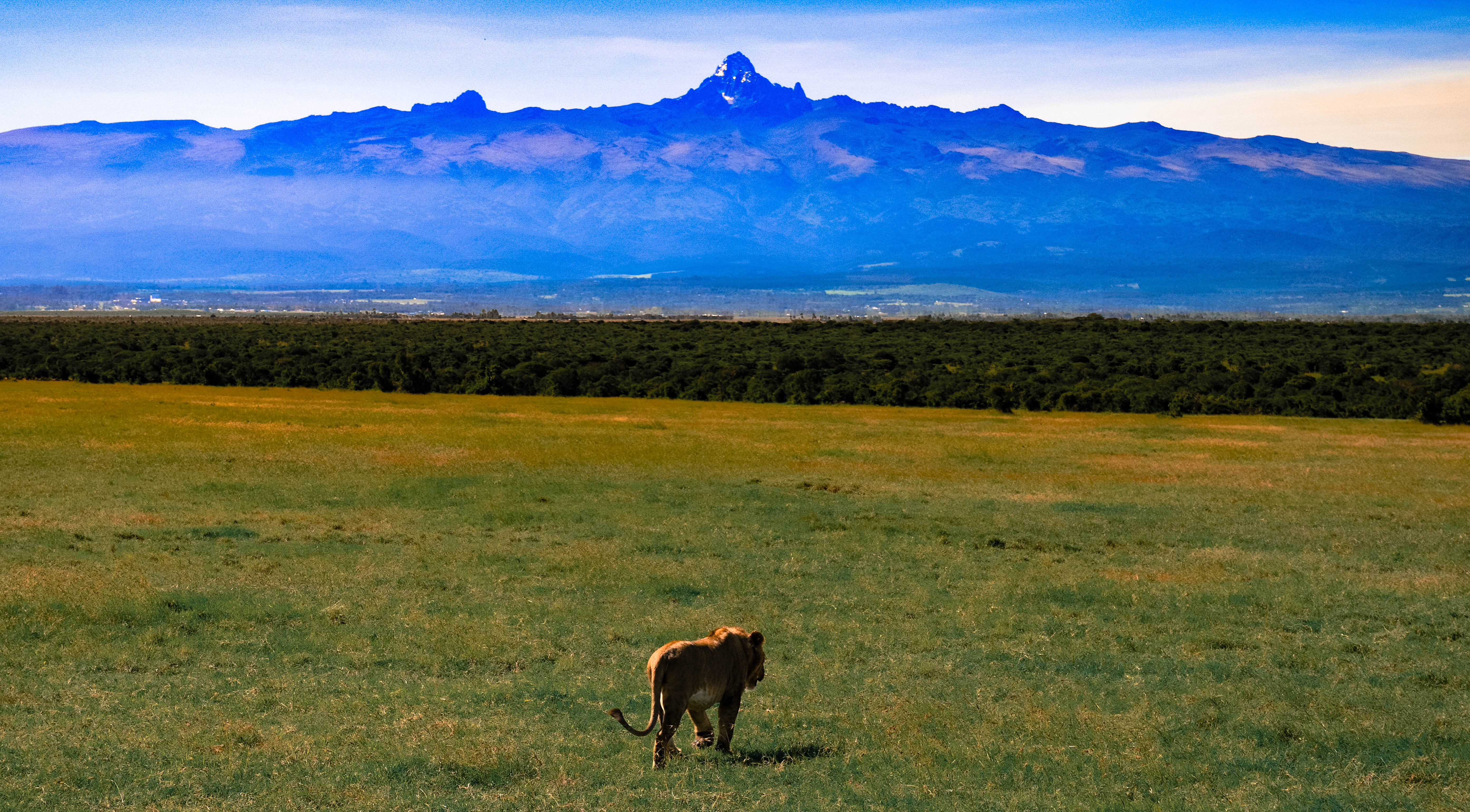 Solitary lion at Ol Pejeta, Kenya