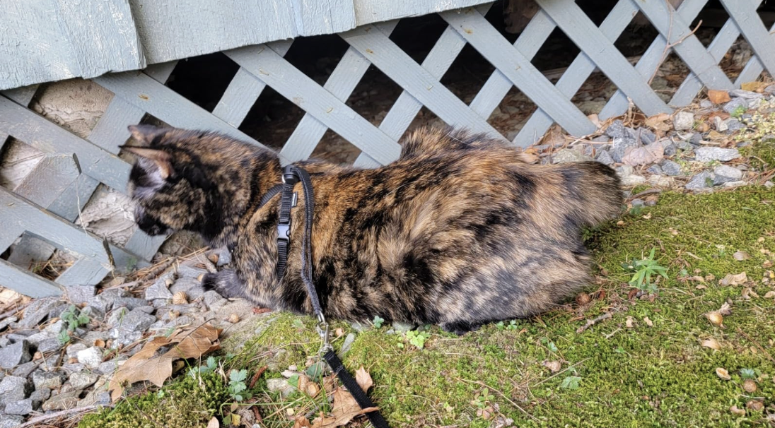 Tortoishell cat on a harness outdoors
