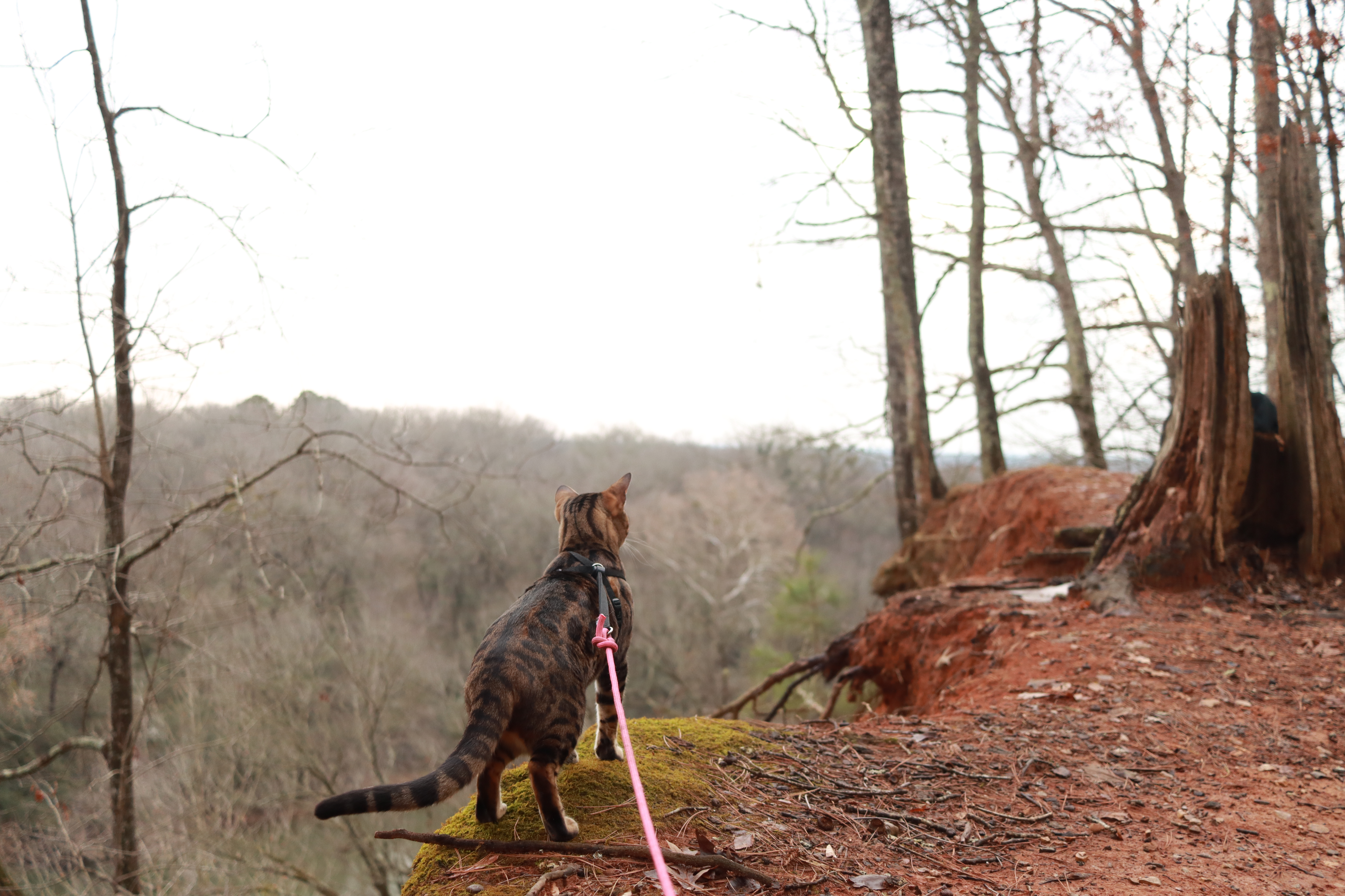 Cat overlooking a cliff