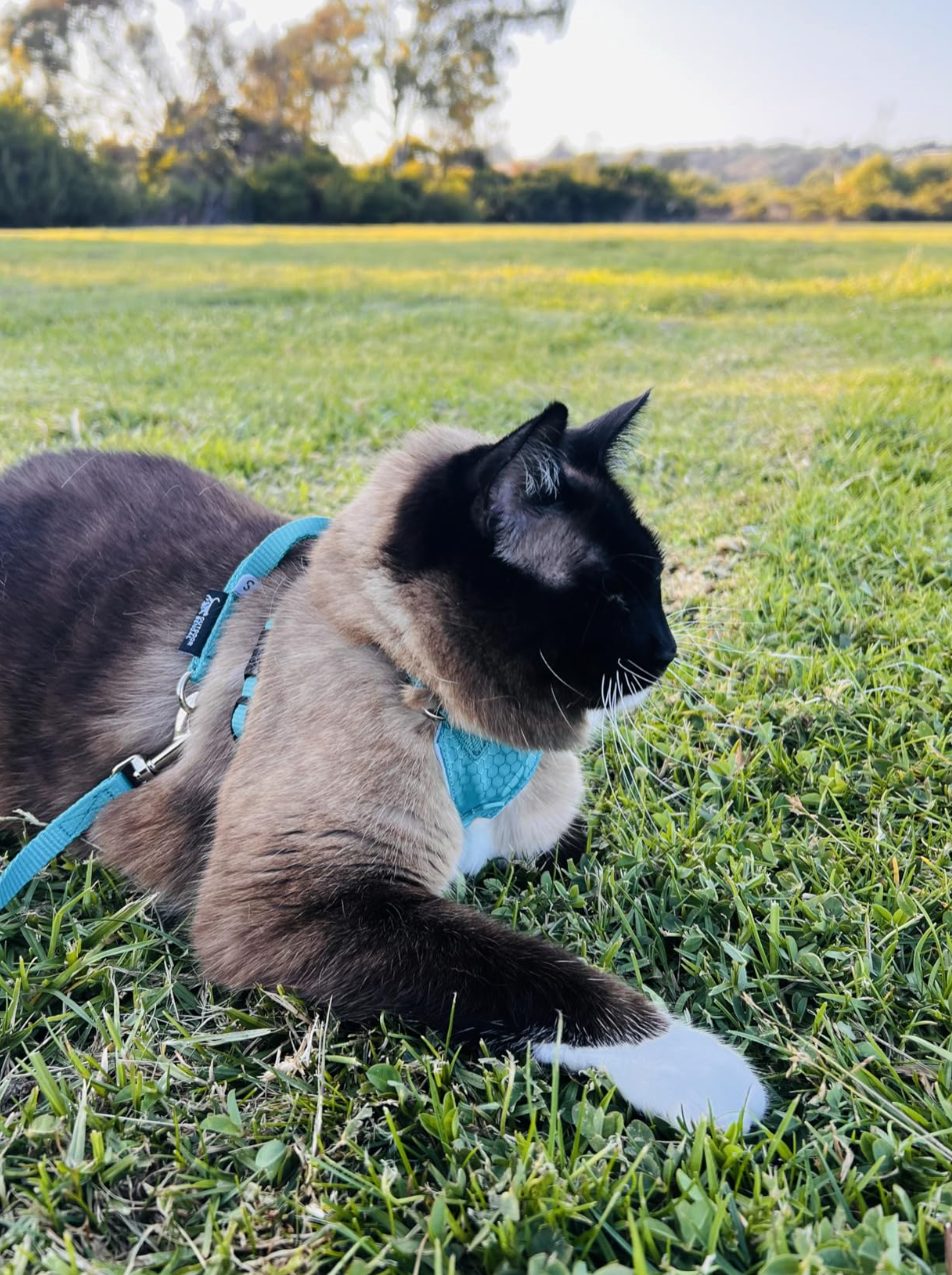 Siamese wearing a harness