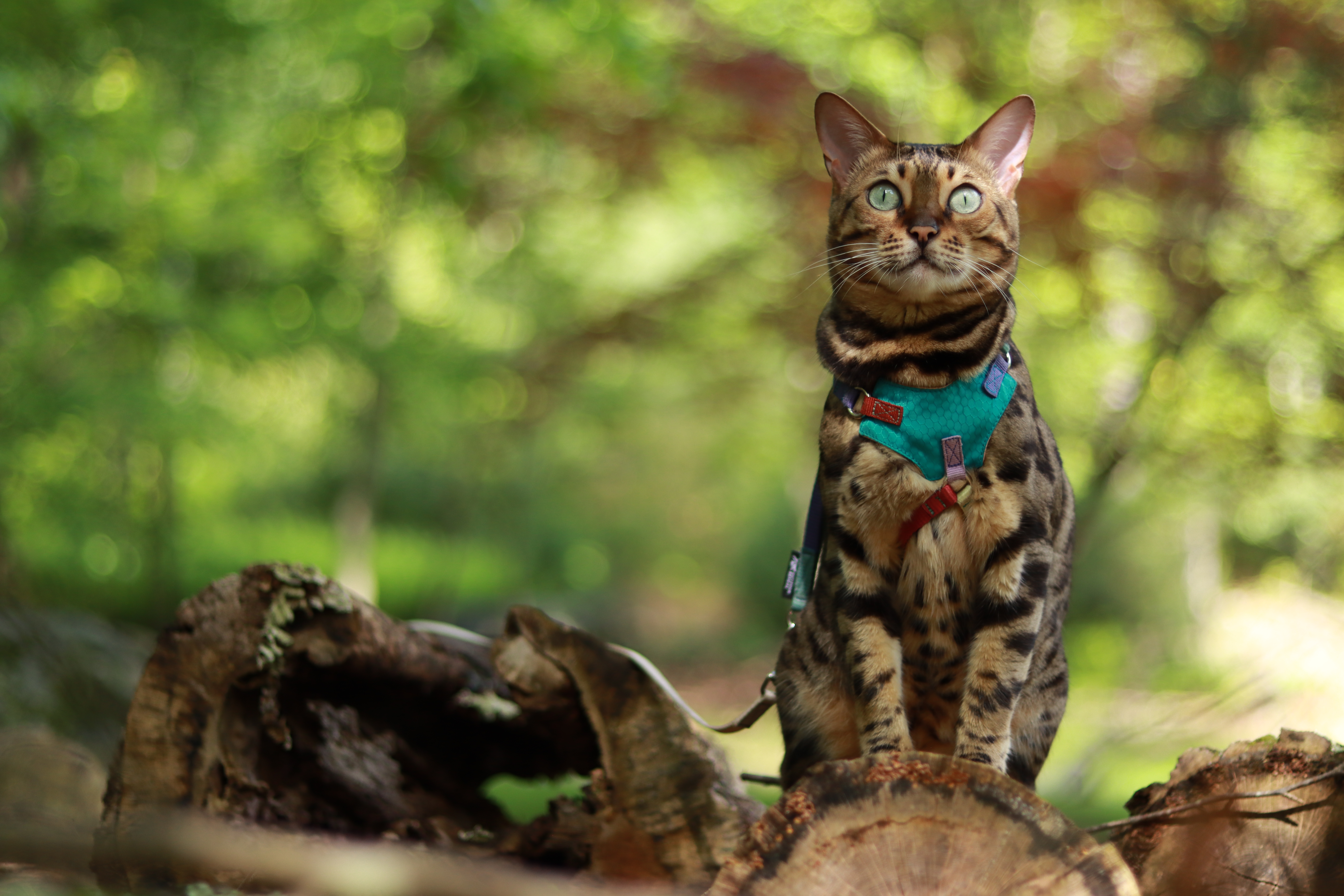 A bengal cat wearing a harness on a forest
