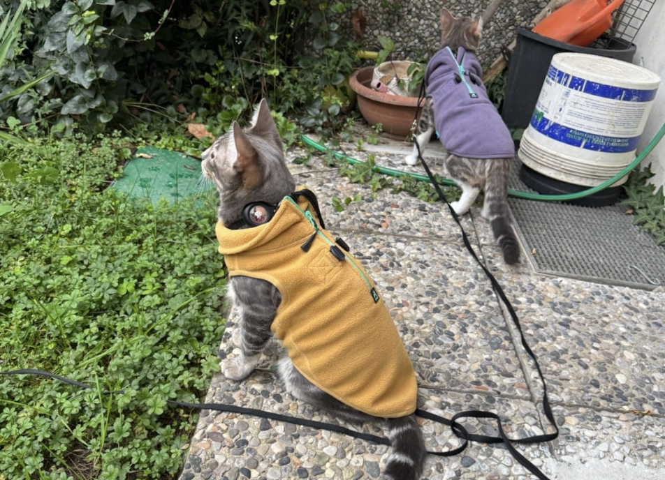 Two cats wearing jackets on a bakyard