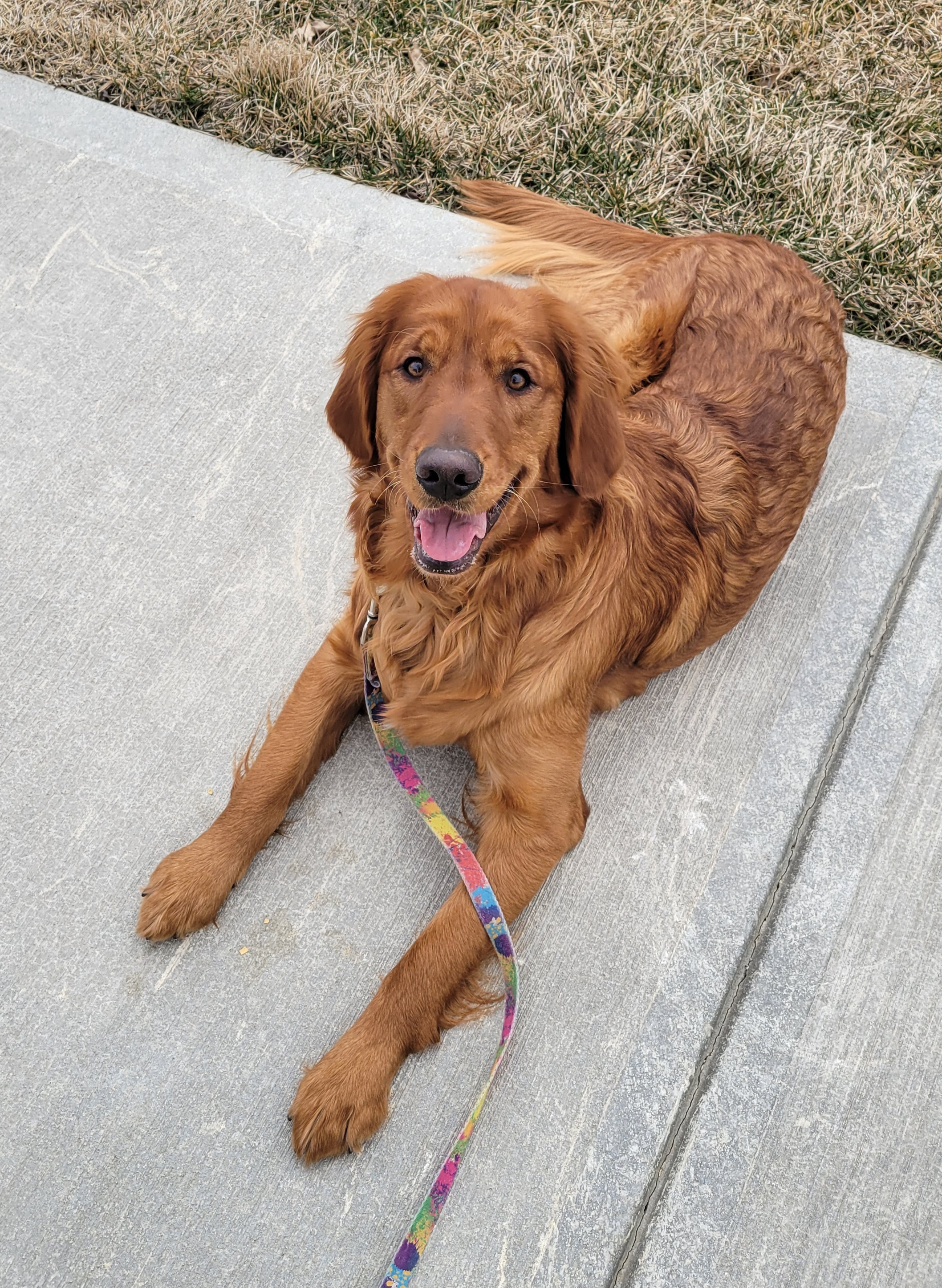 Dog obedience training