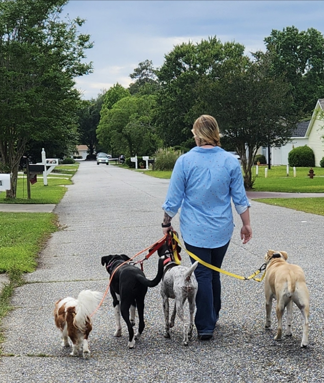 Lynsey Reynolds walking client dogs through a neighborhood