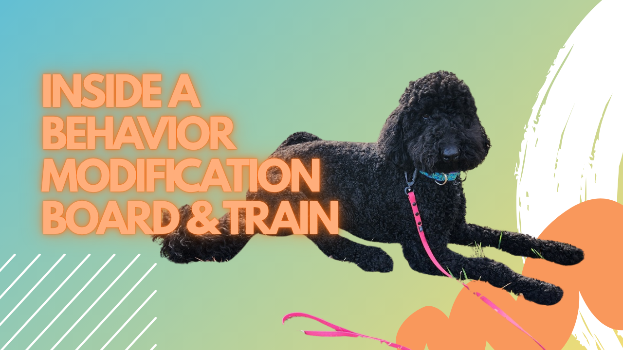 Inside a behavior modification board and train thumbnail
