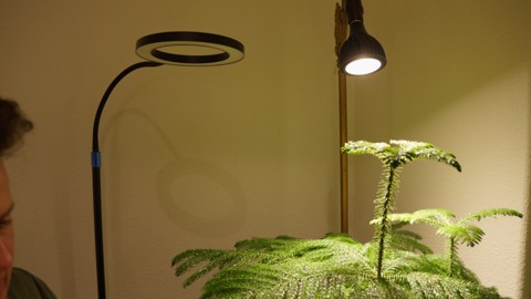 A houseplant beneath grow lights during Tanner’s practical light-meter demonstration.