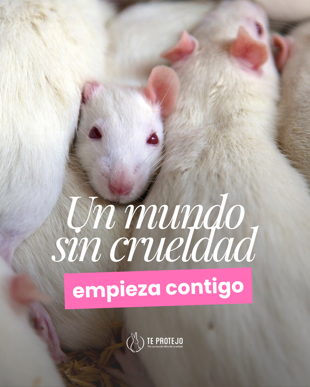 Un mundo sin crueldad empieza contigo