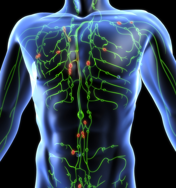 Manual Lymphatic Drainage For Therapists And Body Workers