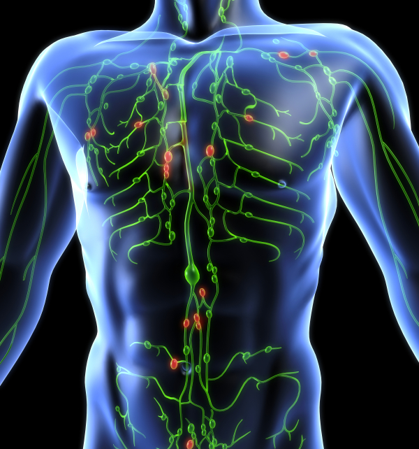 Manual Lymphatic Drainage Courses for therapists and body workers