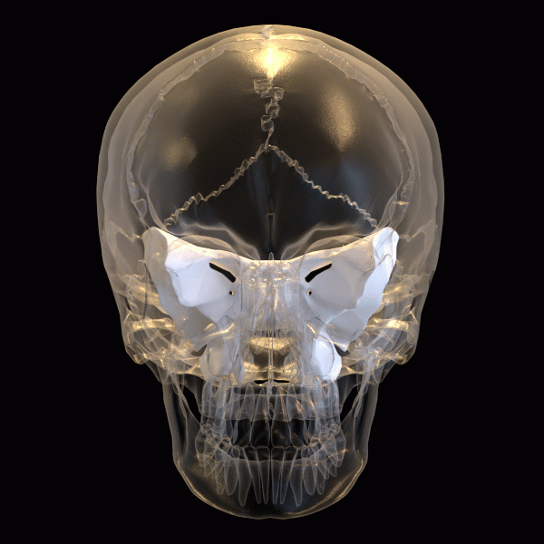 The Bone That Changes Your Vision The Bone That Changes Your Vision