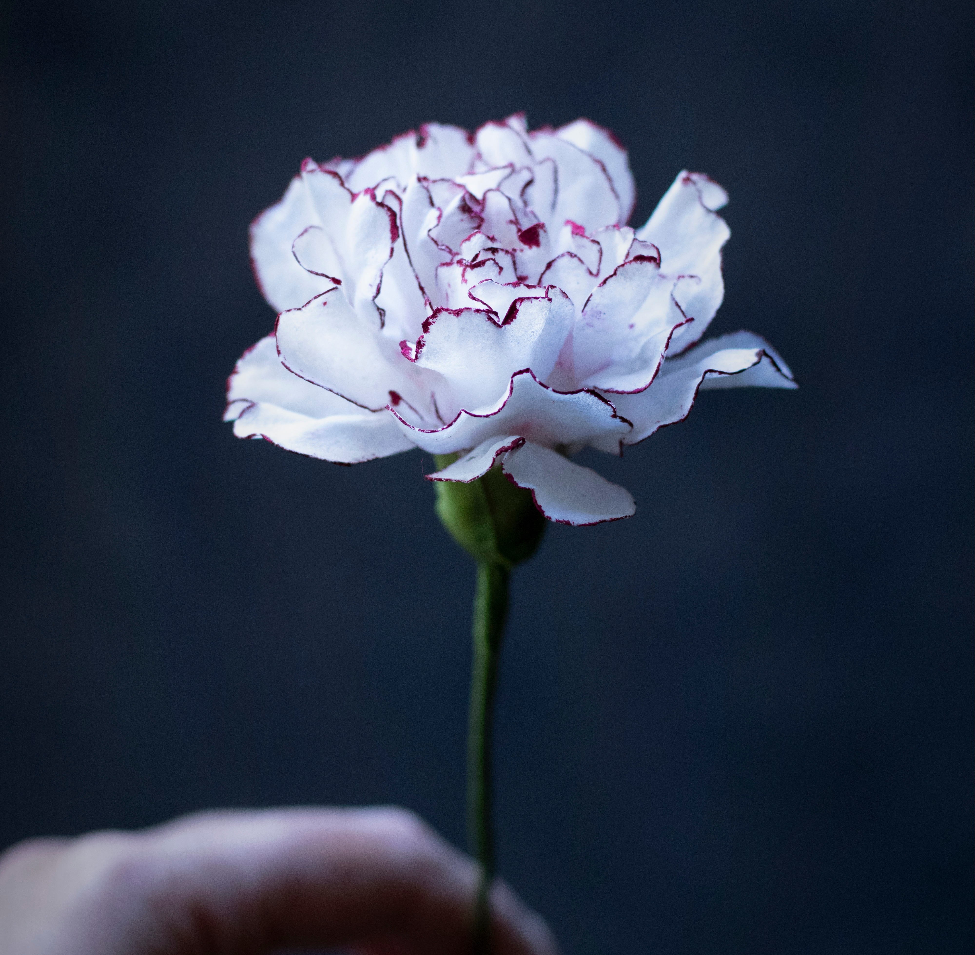 Wafer Paper Flowers Online Course