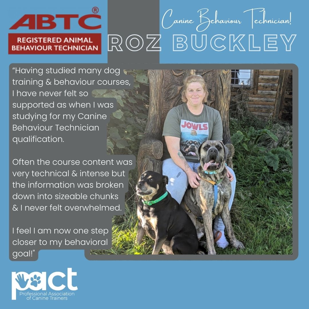 person sat on carved tree with two dogs looking towards camera