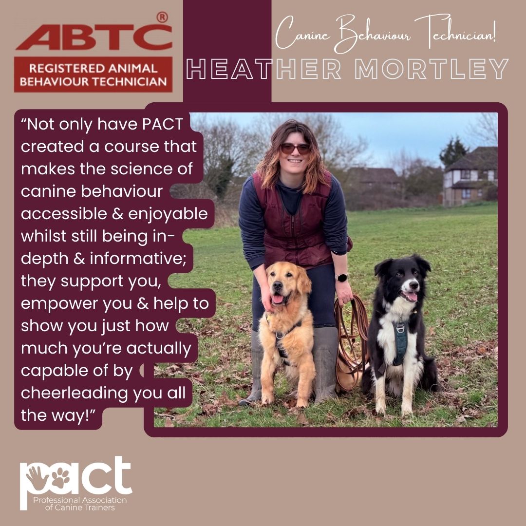 person stood in field with two dogs on lead