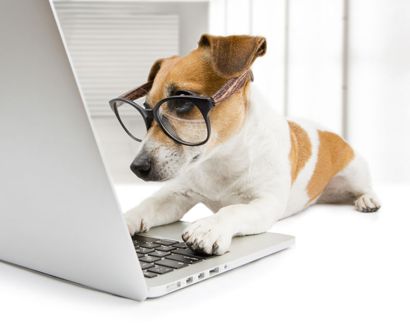 Puppy & Dog Foundation Obedience by Janice Gunn