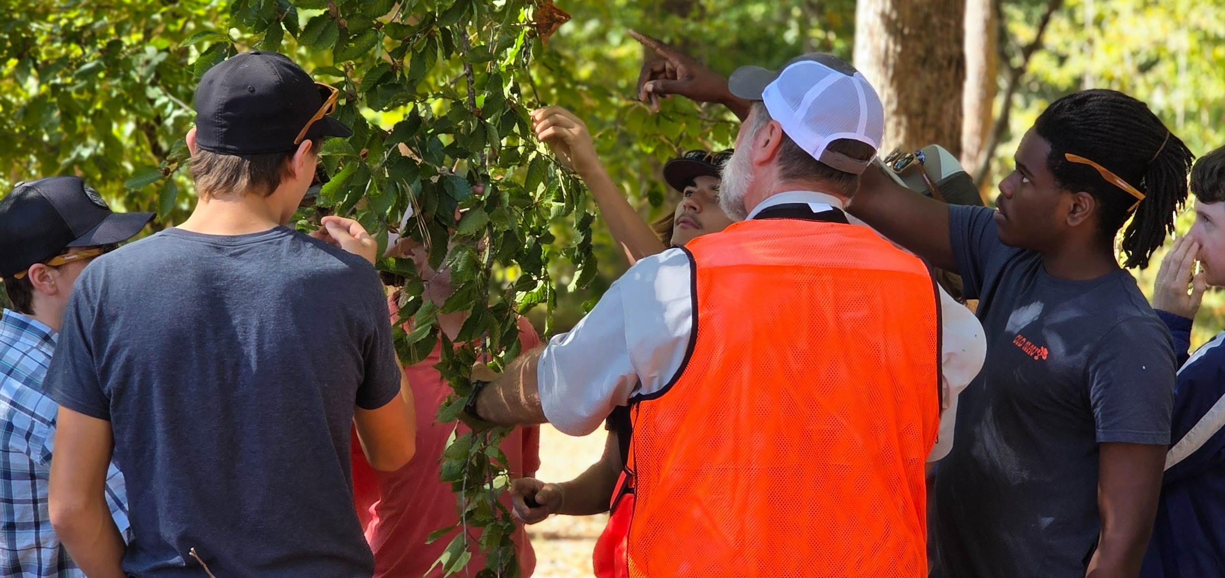 Students pointing at leaves on a tree to determine species.