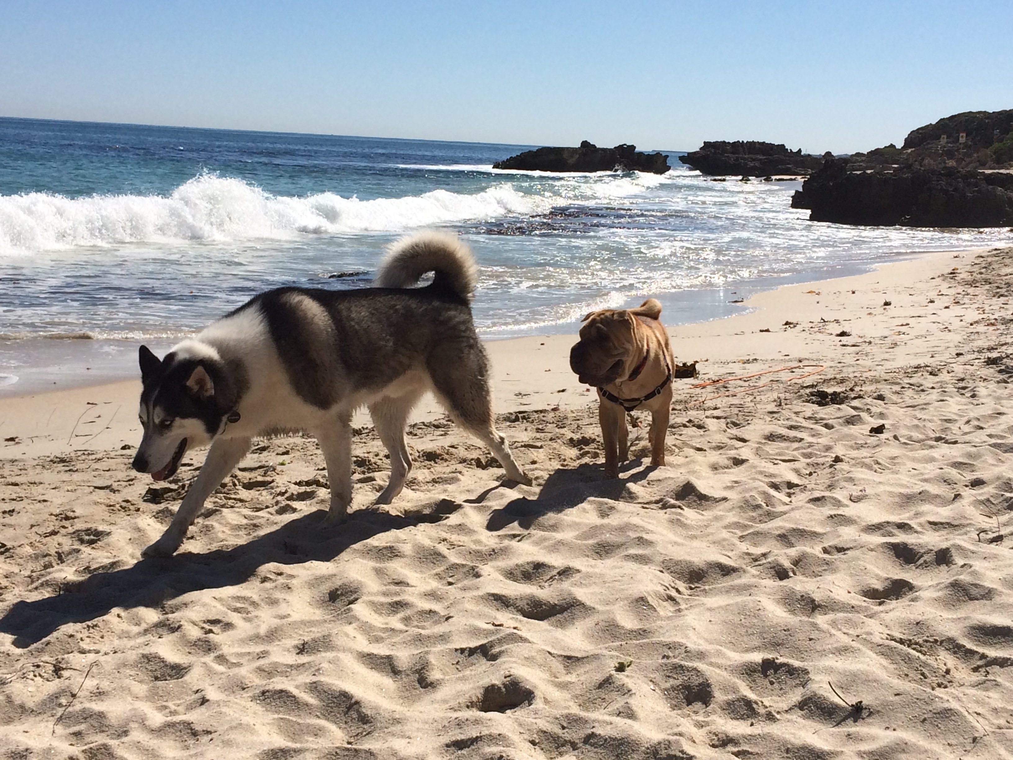 Freedom of dogs on the beach