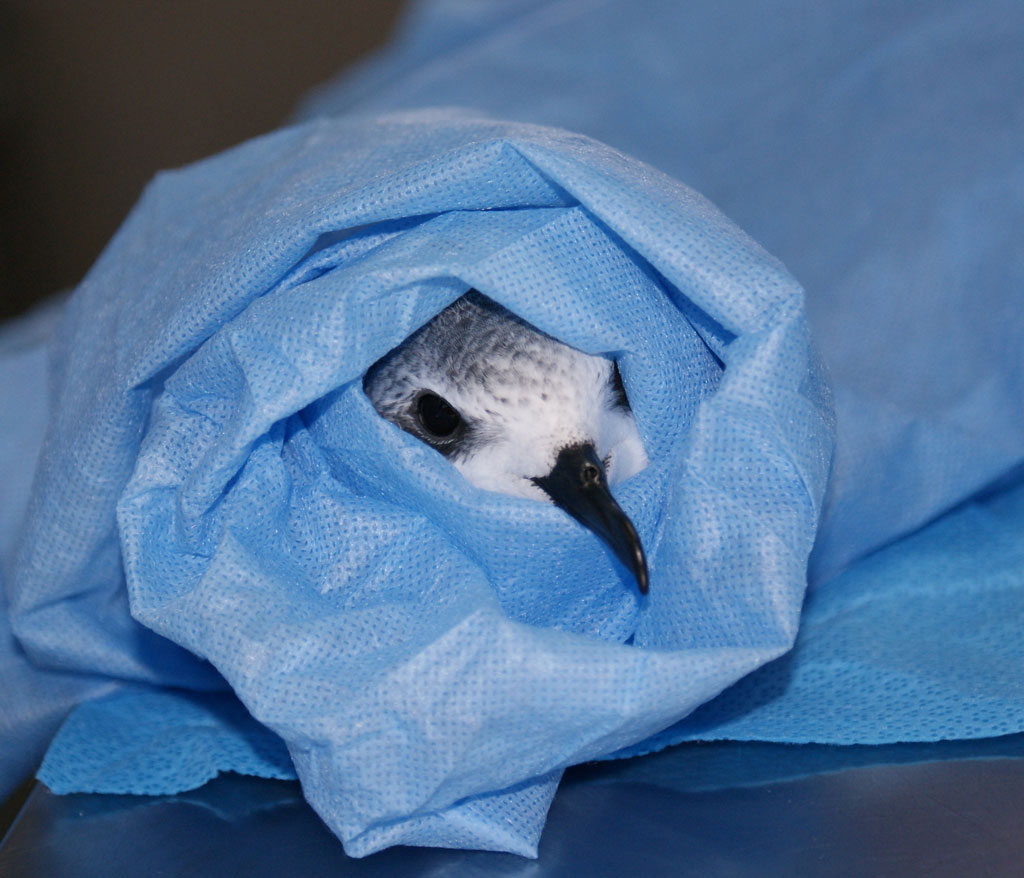 wildlife rescue for birds near me