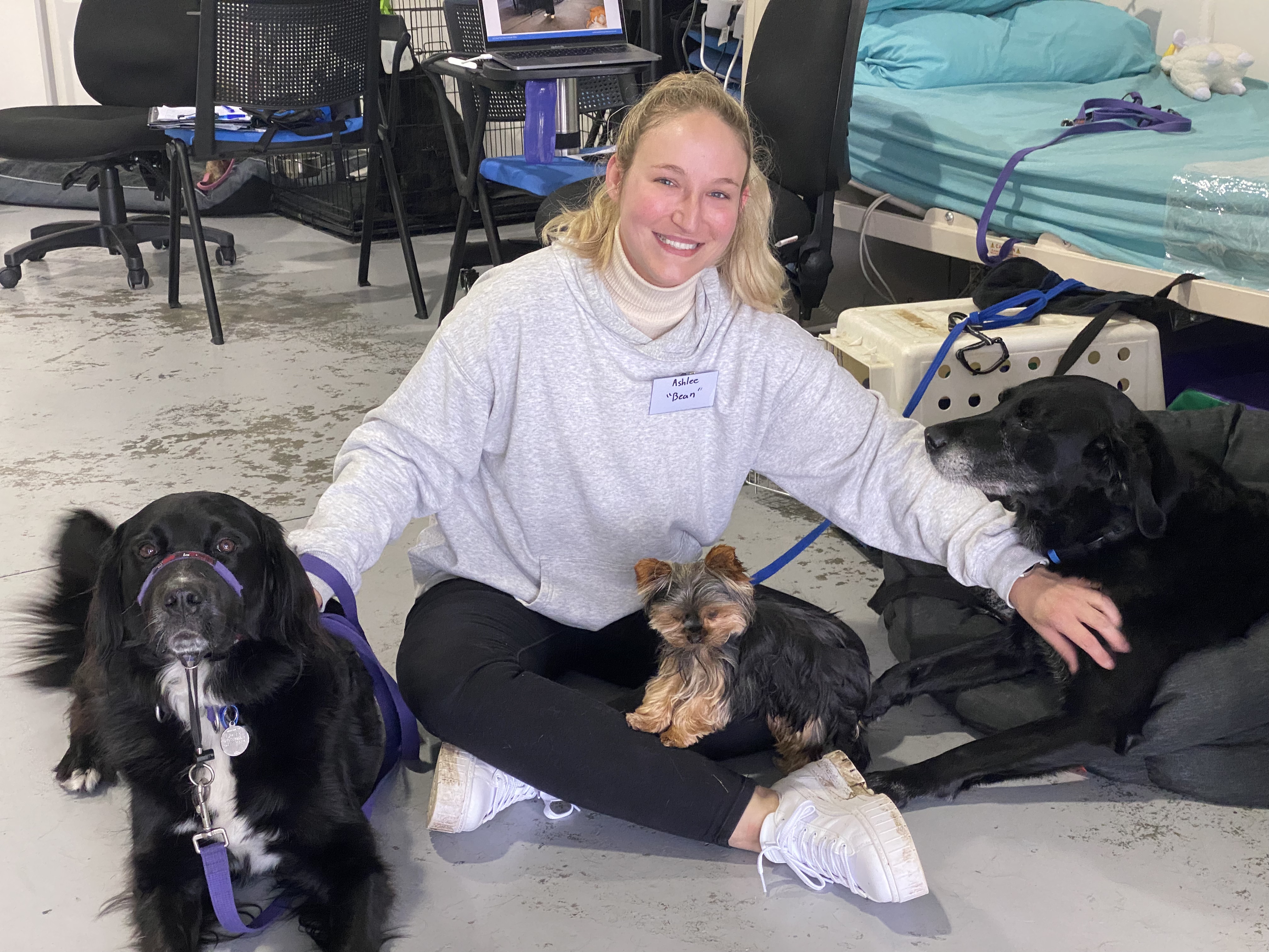 therapy dog training