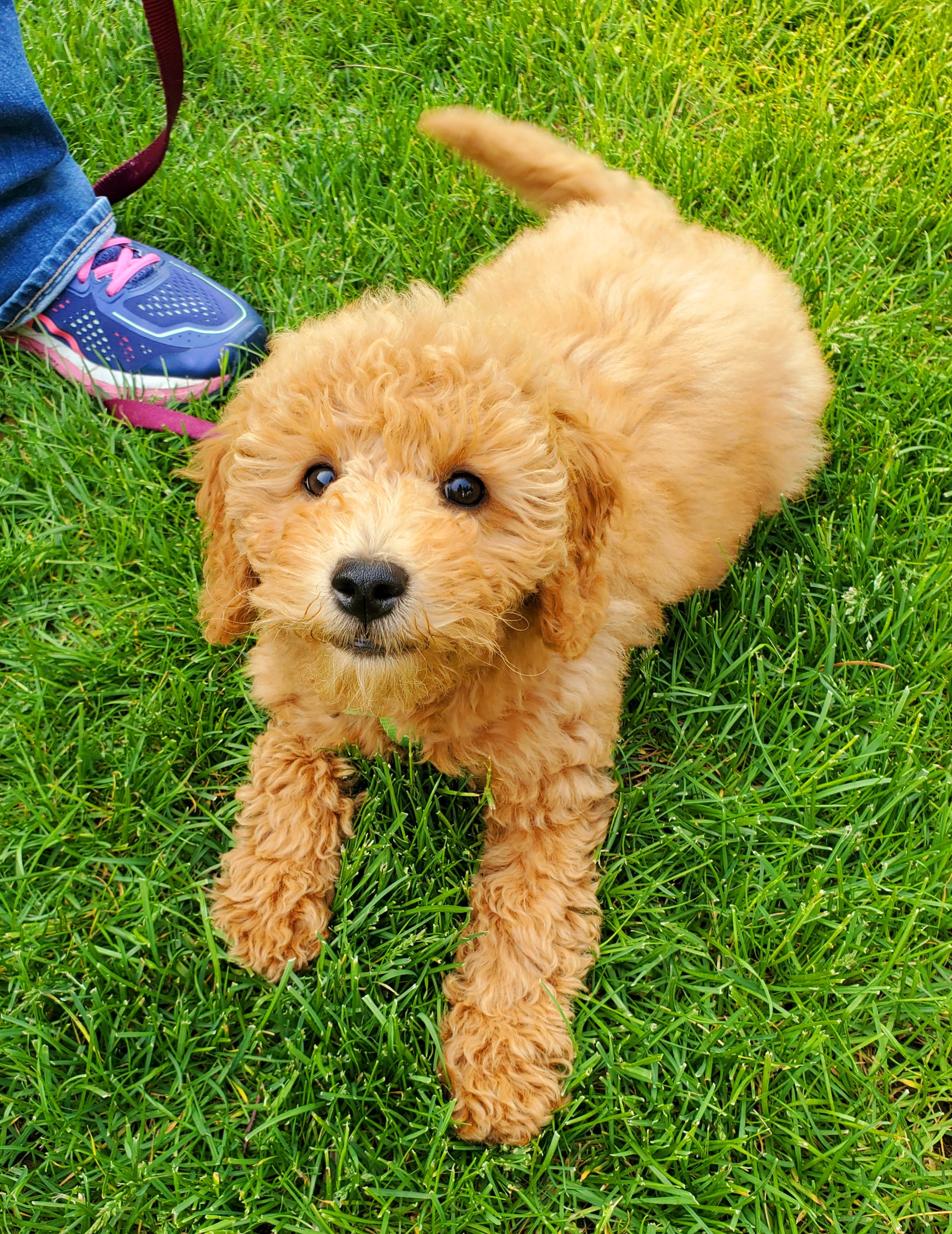 red heeler puppy chews stick