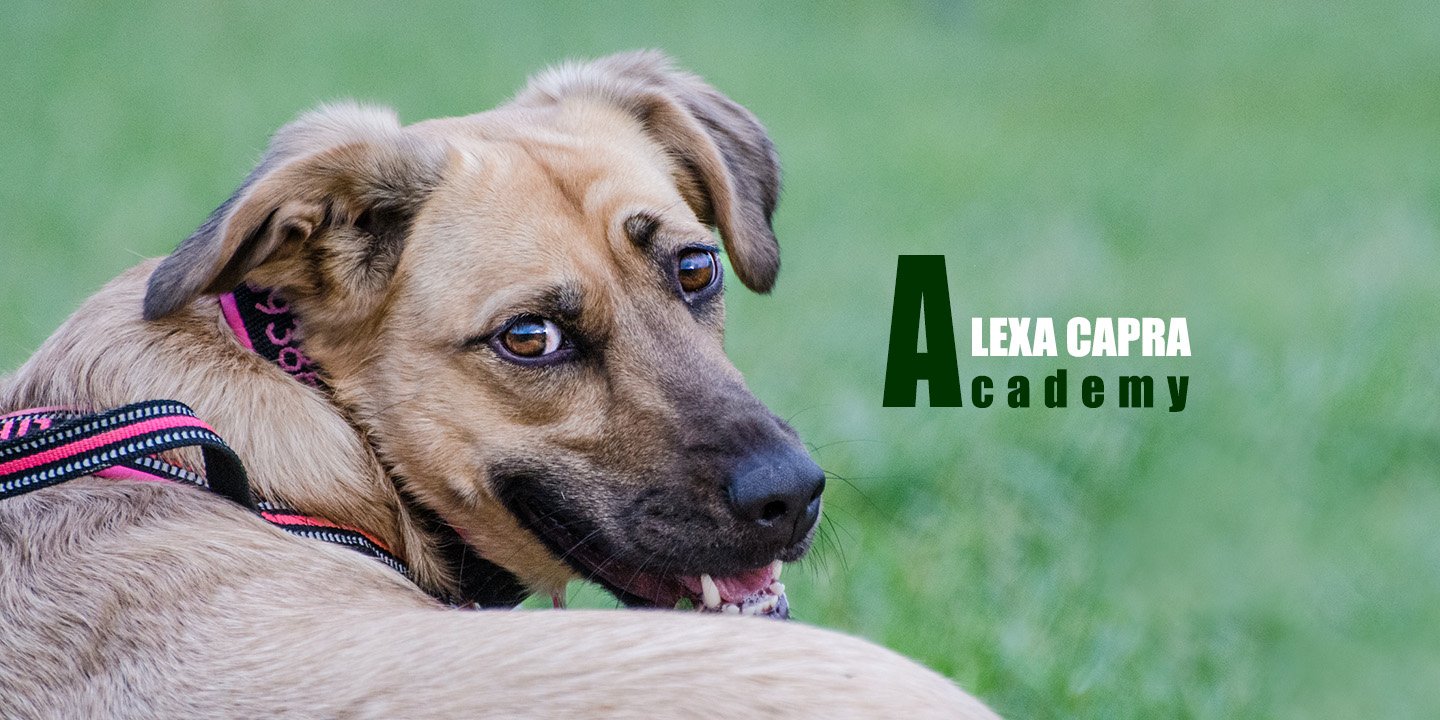 video educazione e comportamento del cane da scaricare