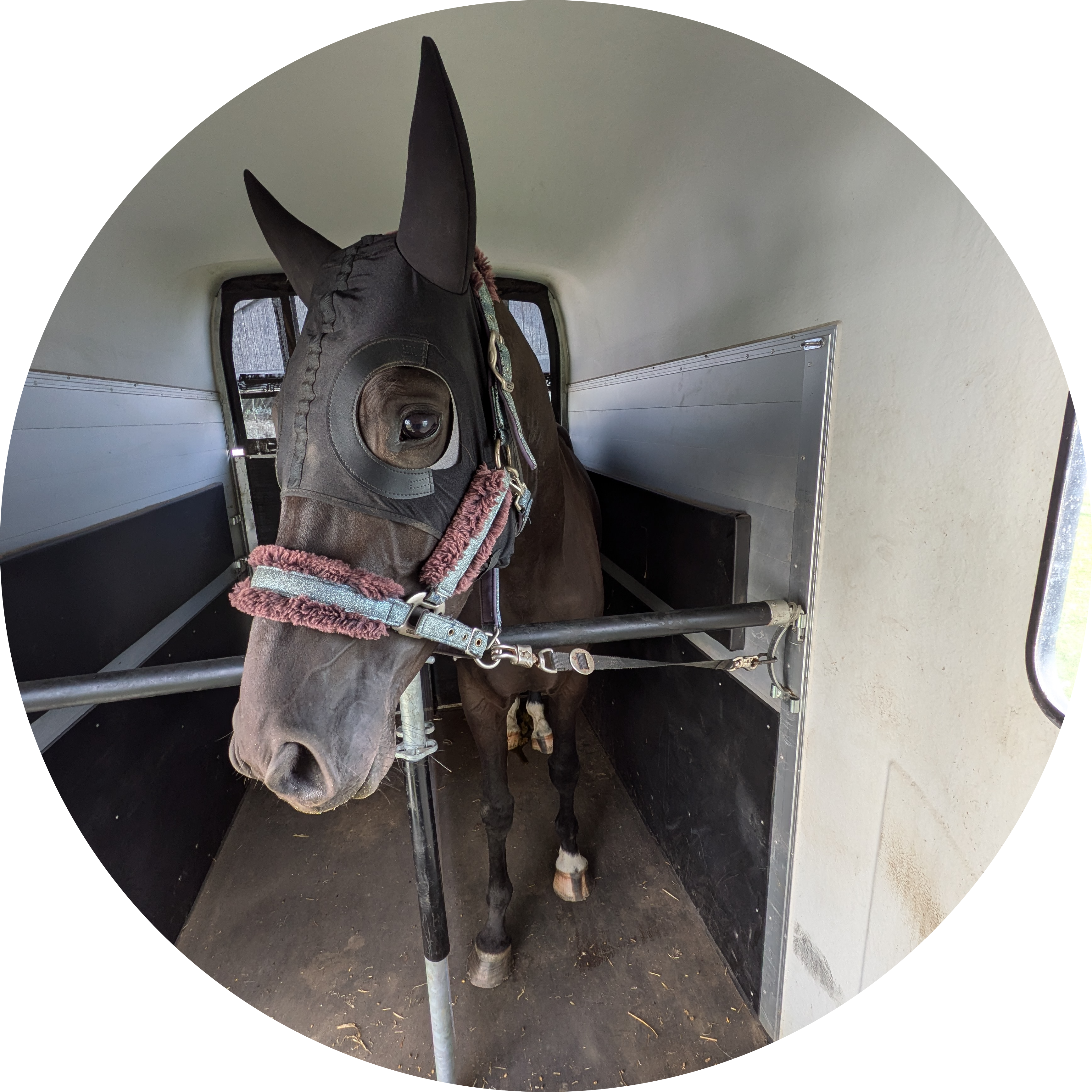 Rolig hest inde i hestetraileren