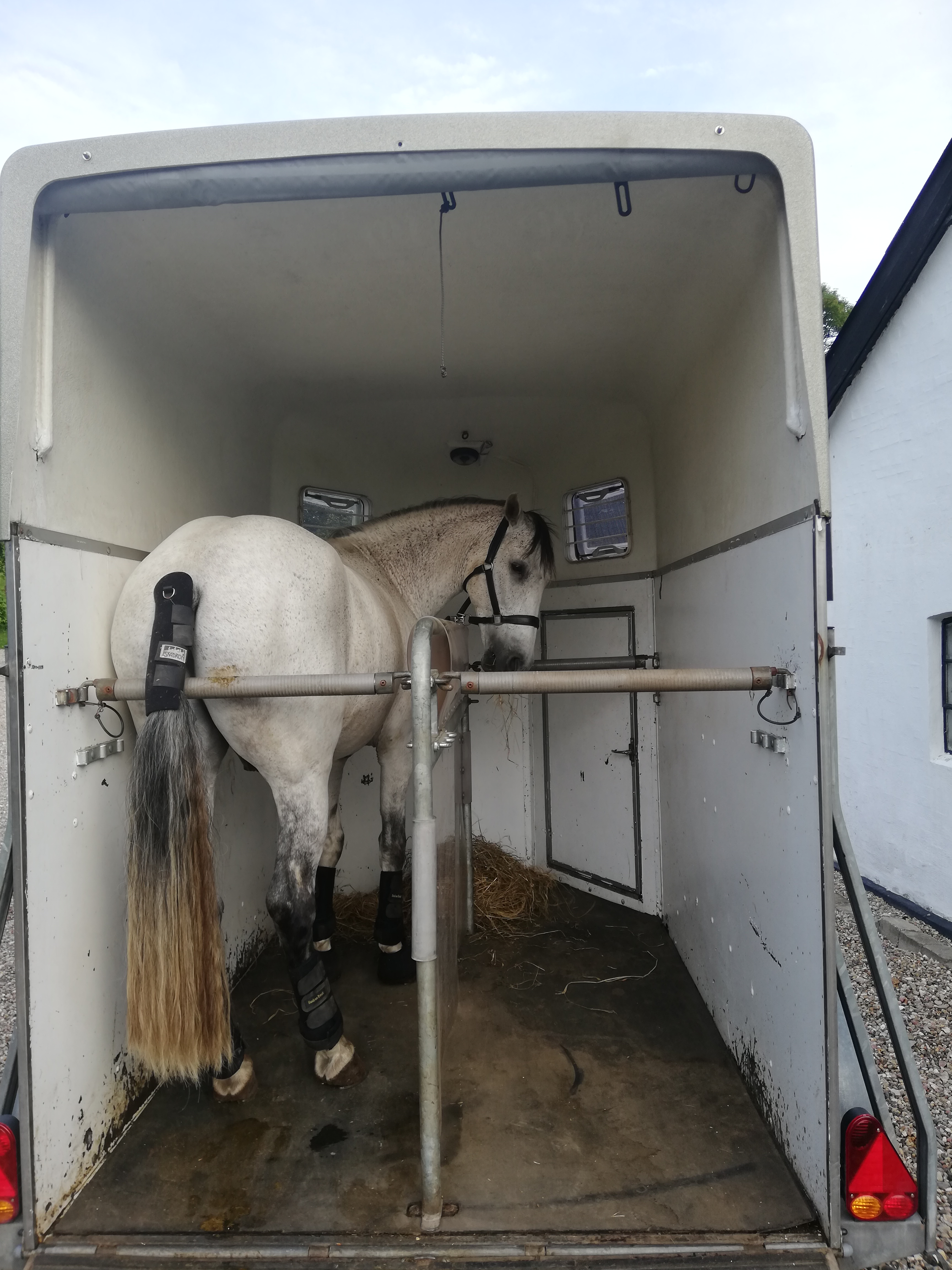 Rolig hest inde i hestetraileren
