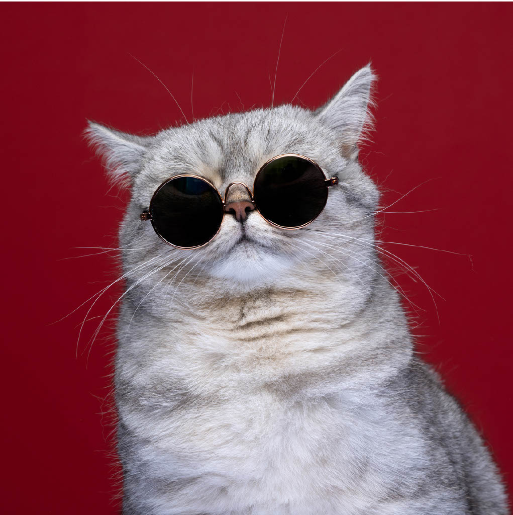 Cat with glasses look cool af
