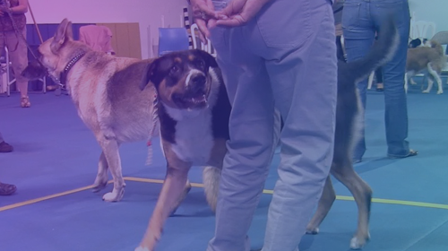 Reliability & Games Dog Training Workshop (2 Days)