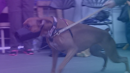 Growl Class - A Workshop Demo for Reactive Dogs