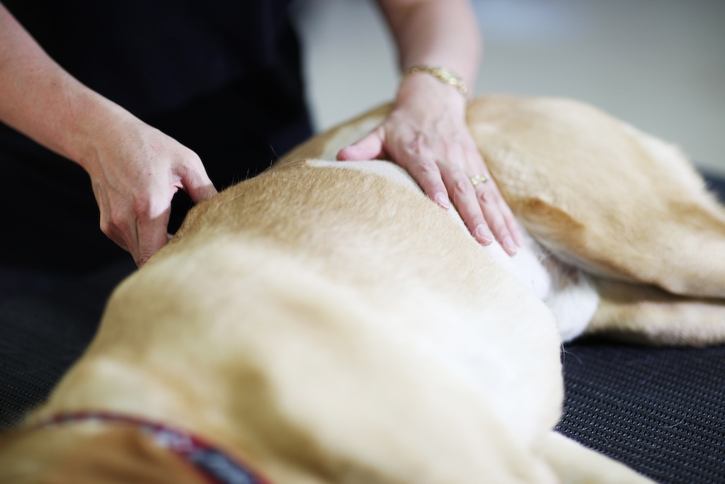 Canine Massage for Dog Owners