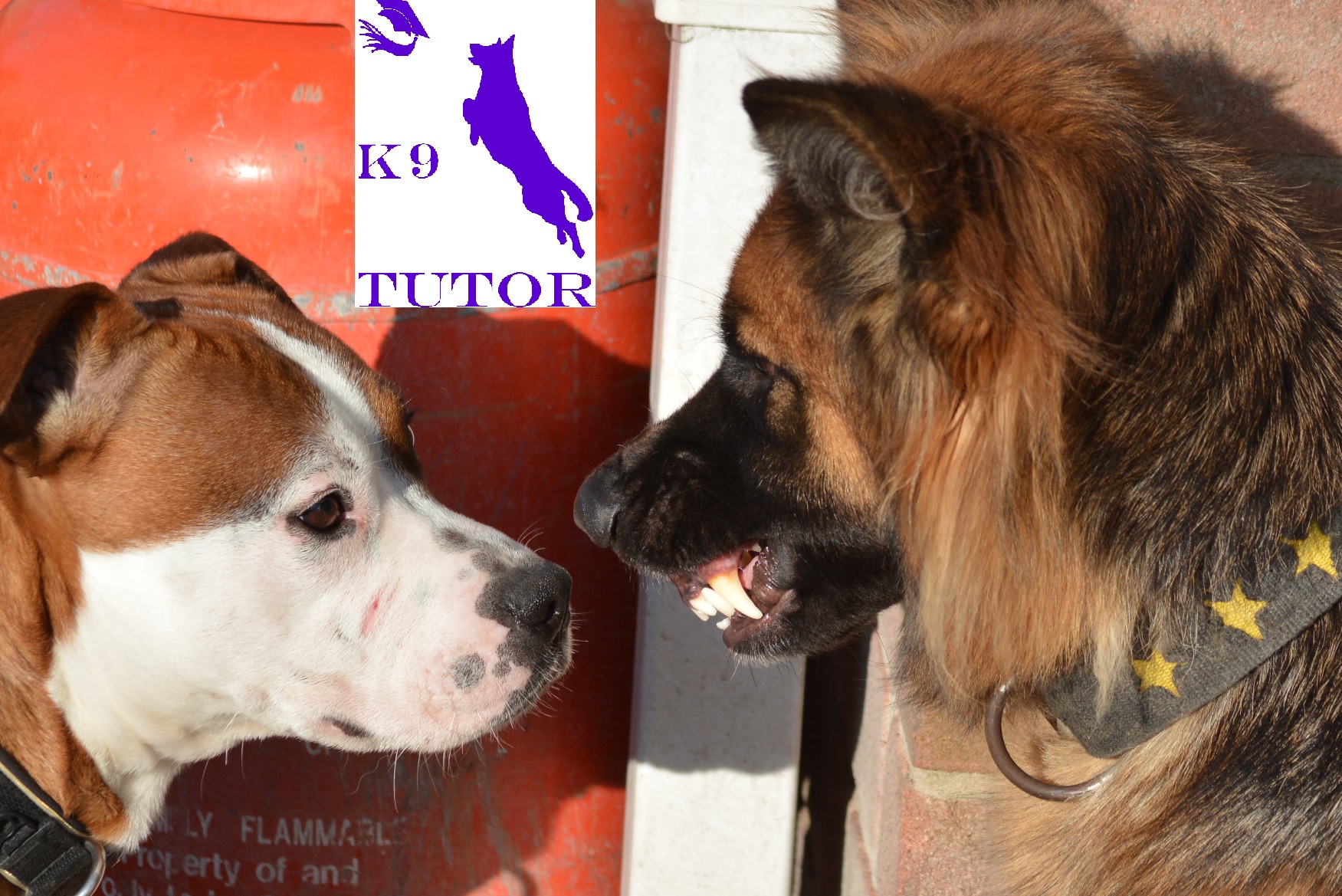 Canine Communication