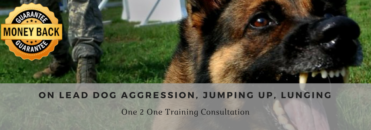 Lilly GSD Extreme On Lead Dog Aggression And Pulling