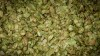 Hops