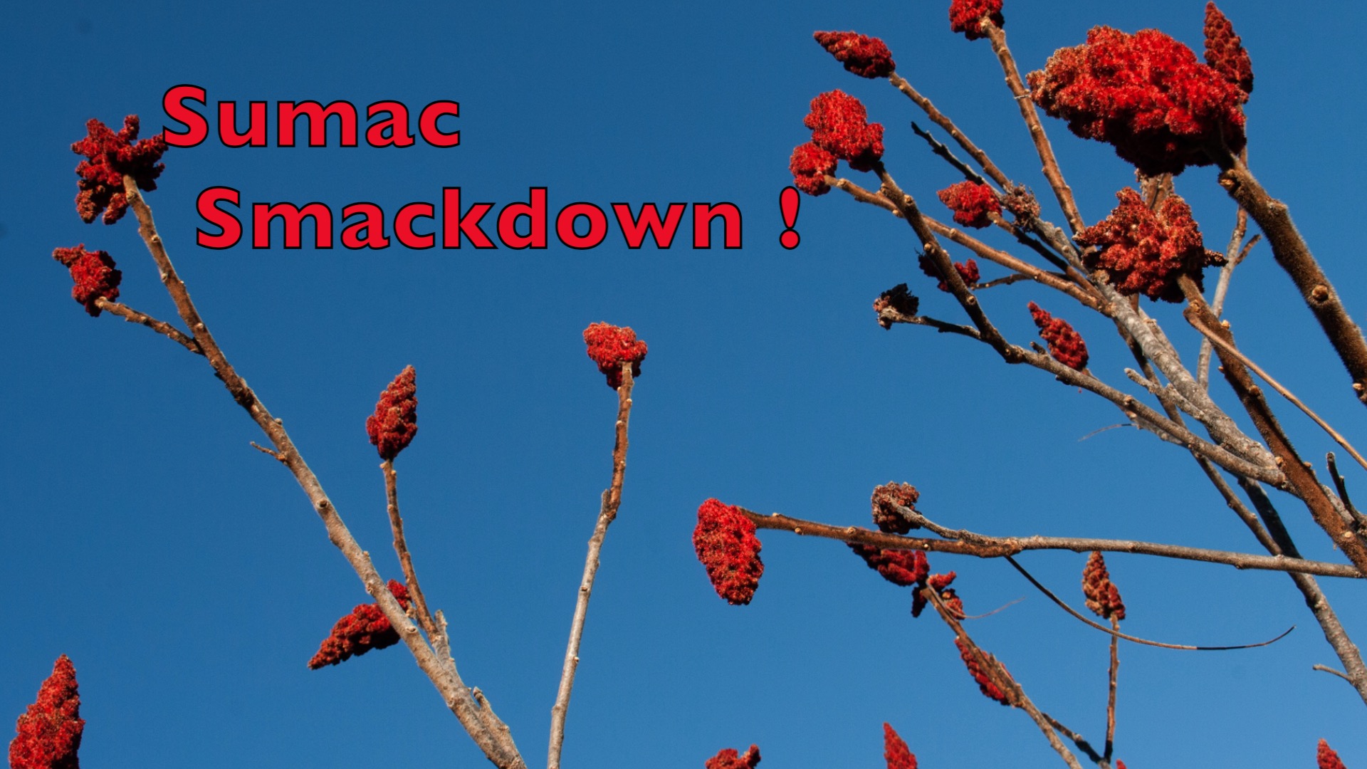 The Wild Spice 11 Foraged Herbs & Spices that Will Change the