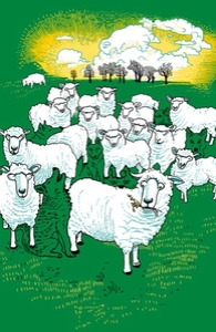 Hide And Sheep