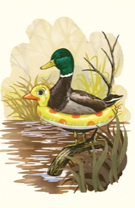 Duck in Training
