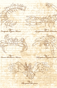 Manus Creatura